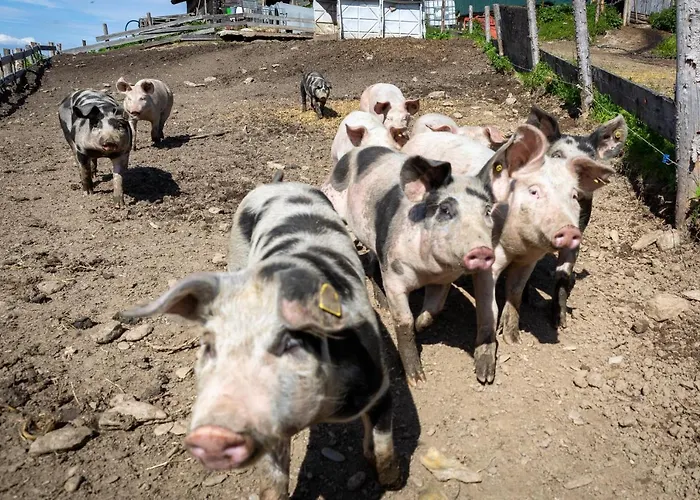 Schoenfeld Apartamento Schlitters