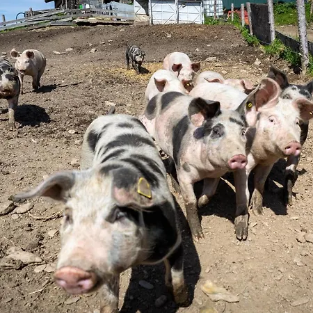 Schoenfeld Appartamento Schlitters